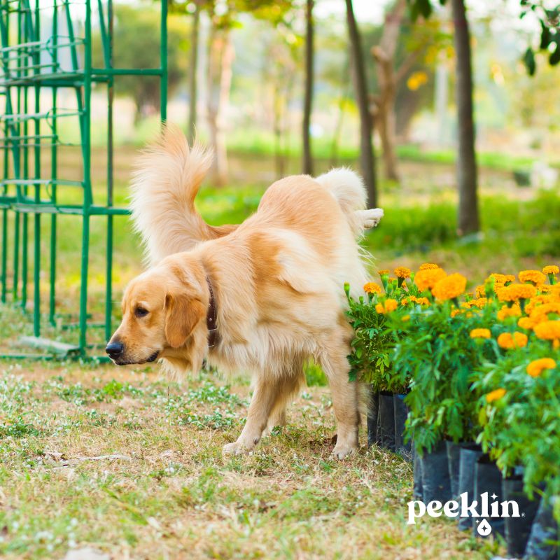 ¿Cómo prevenir los problemas causados por la orina de perro?